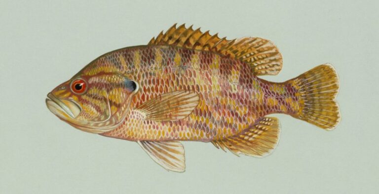 Warmouth Sunfish