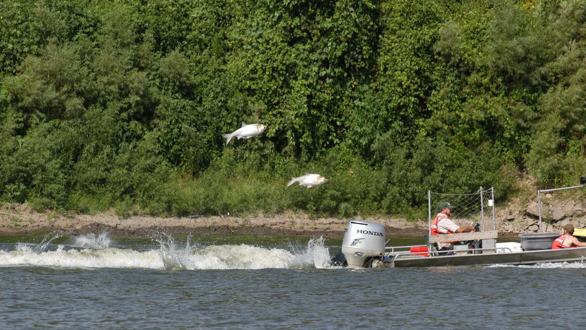 jumping silver carp